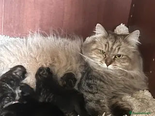 Siberiano gatti Gattini disponibili alla prenotazione - Annuncio 38