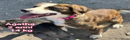 Meticcio cani in regalo: CANI TAGLIA PICCOLA E CONTENUTA  a Provincia di Pistoia - Annuncio 7