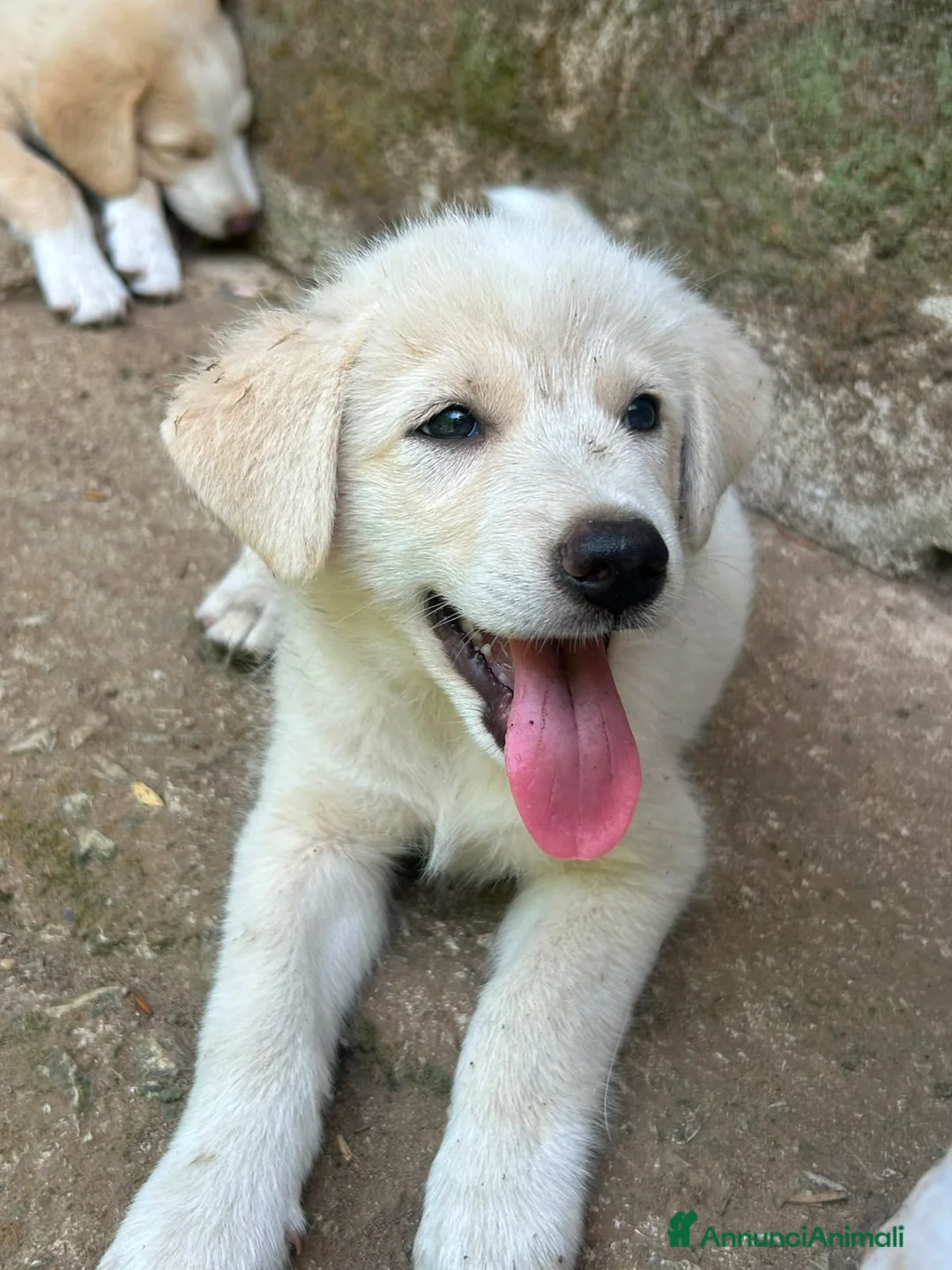 Meticcio cani in regalo: Aria cerca casa 🏠 - Annuncio 1