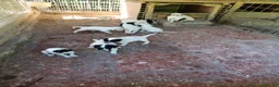 Setter Inglese cani in vendita: cuccioli di setter inglese - Annuncio 2