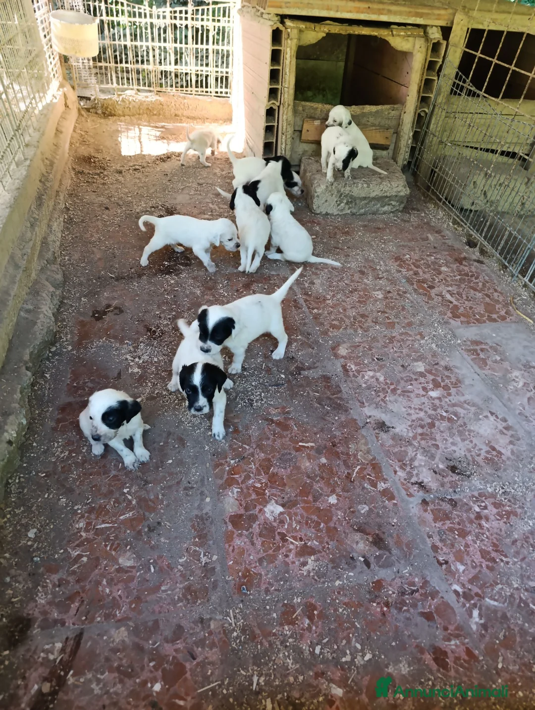Setter Inglese cani in vendita: cuccioli di setter inglese - Annuncio 2