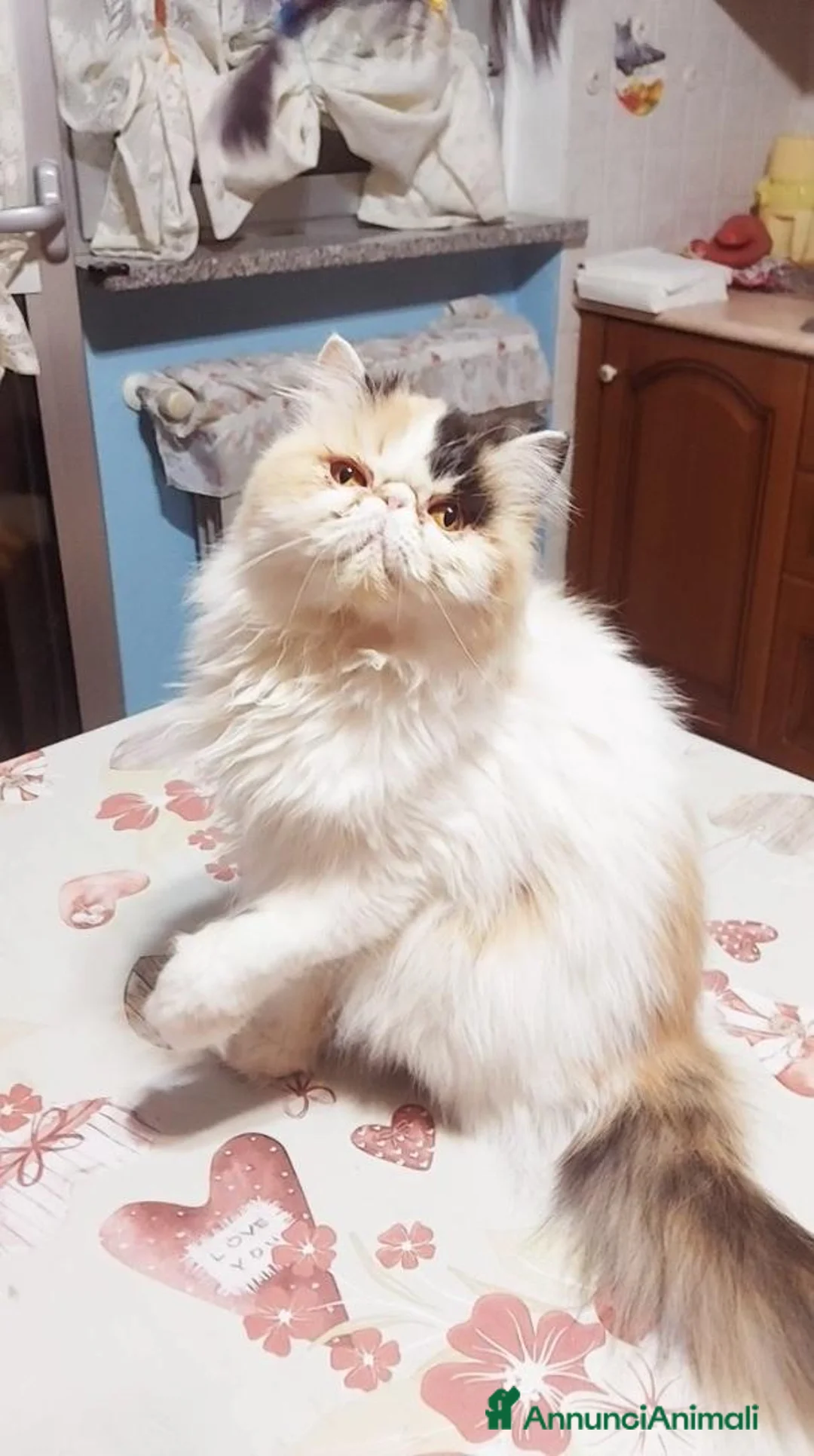 Persiano gatti in vendita: Femmina di Persiano - Annuncio 4