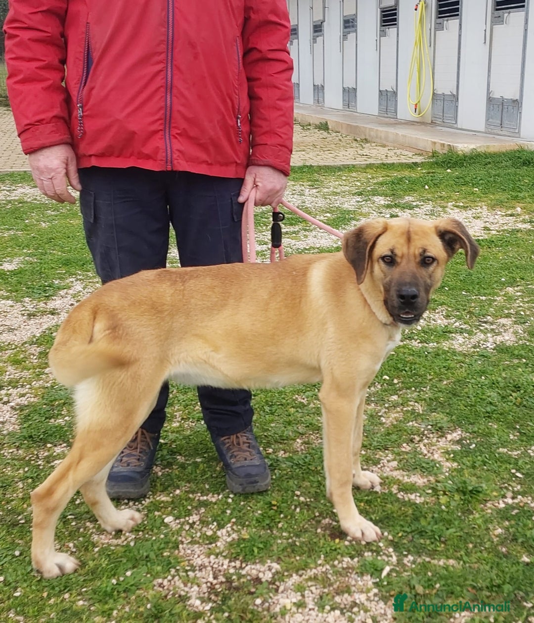 Meticcio cani in regalo: Mara Cerca Famiglia. Info Monica 3890238584 - Annuncio 9