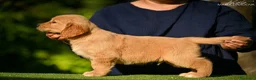 Golden Retriever cani in vendita: Allevamento sleepingbeauty golden - Annuncio 16