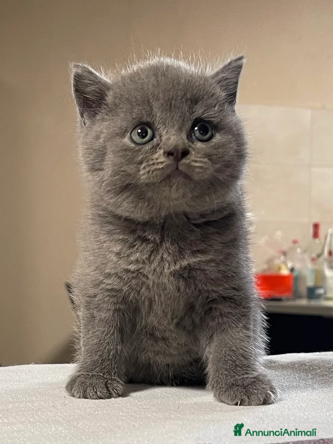 Immagine della galleria {{count}}