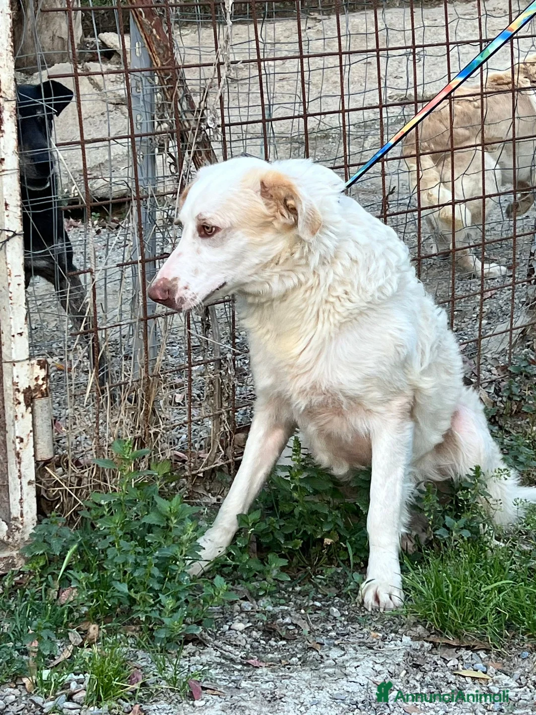 Meticcio cani in regalo: Cracco molto affettuoso - Annuncio 15