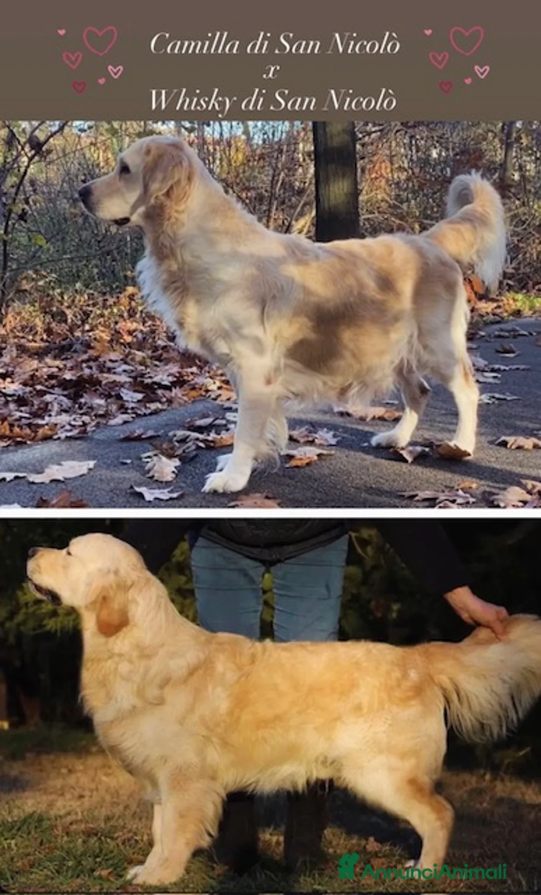 Golden Retriever cani in vendita: Cucciolata di Golden Retriever inglesi - Annuncio 8