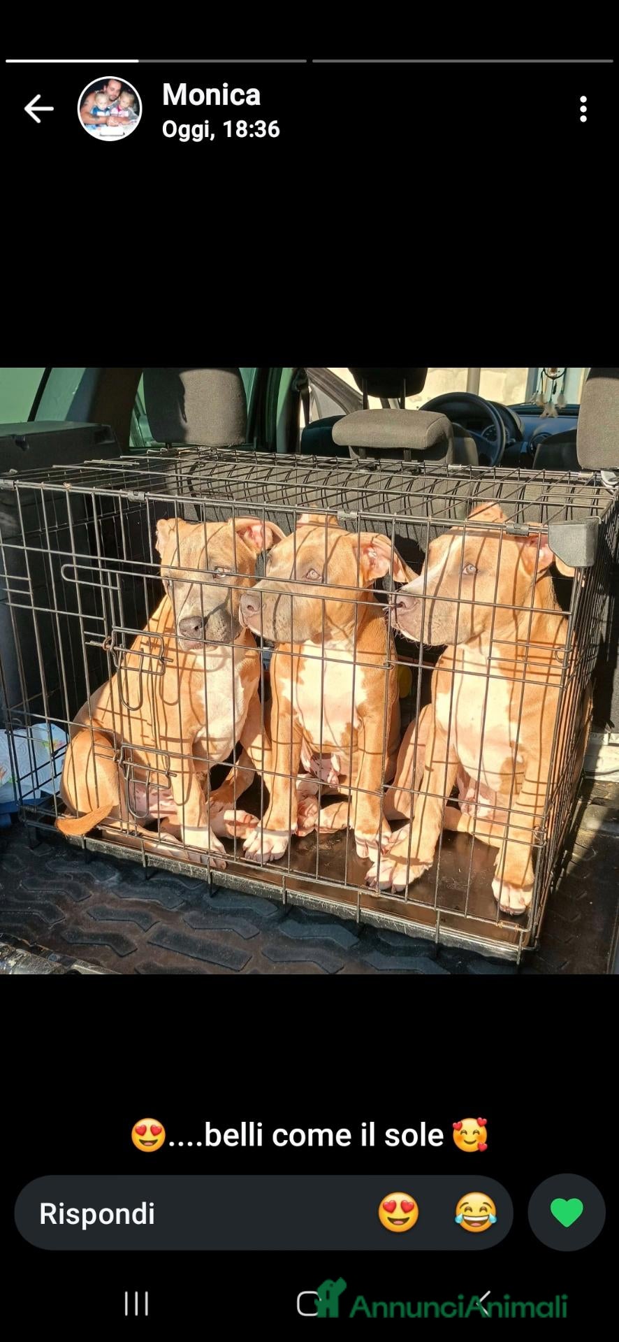 American Staffordshire cani Tre maschietti disponibili - Annuncio 14