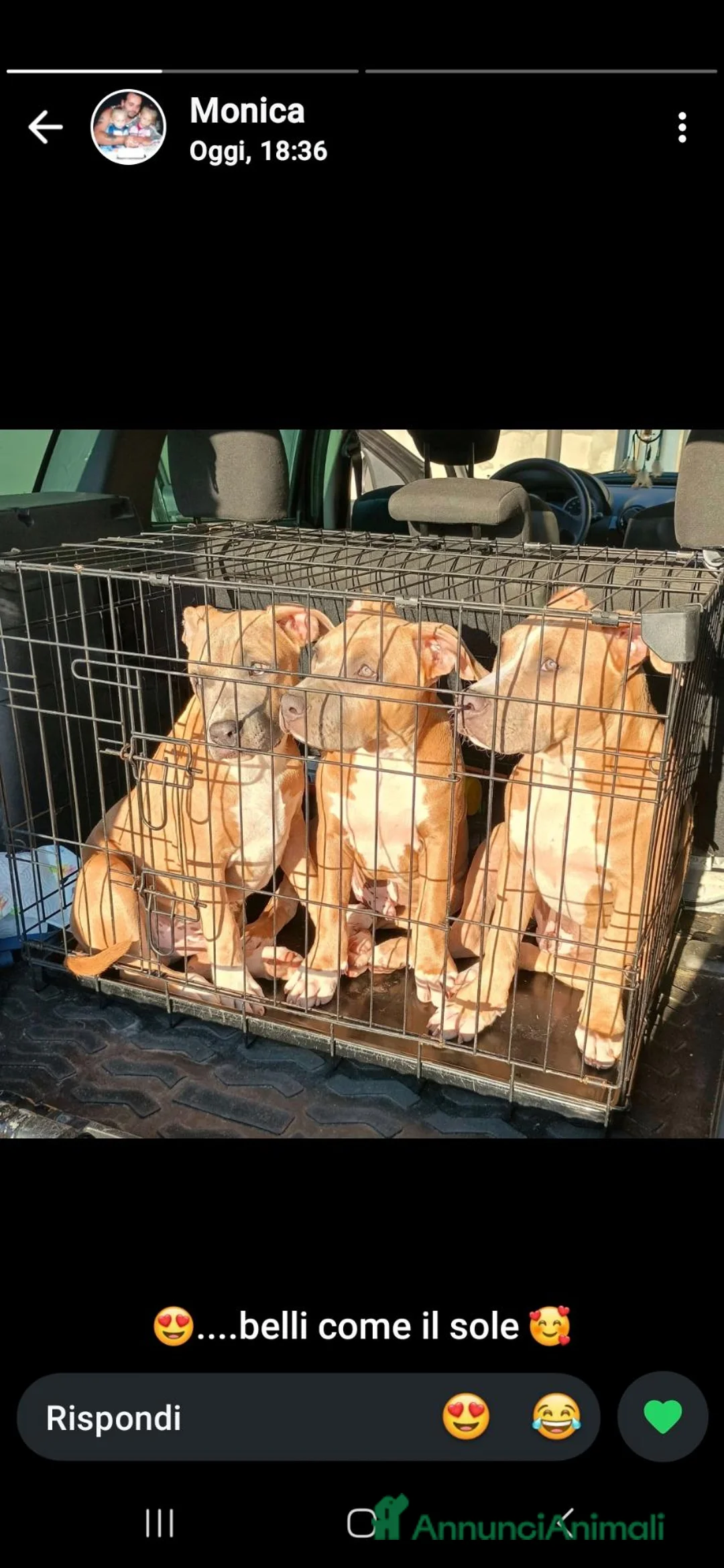 American Staffordshire cani in vendita: Ultimo maschietto disponibile   Thor - Annuncio 1