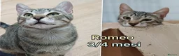 Europeo gatti in regalo: GATTINI IN CERCA D'AMORE  a Città Metropolitana di Bologna - Annuncio 8