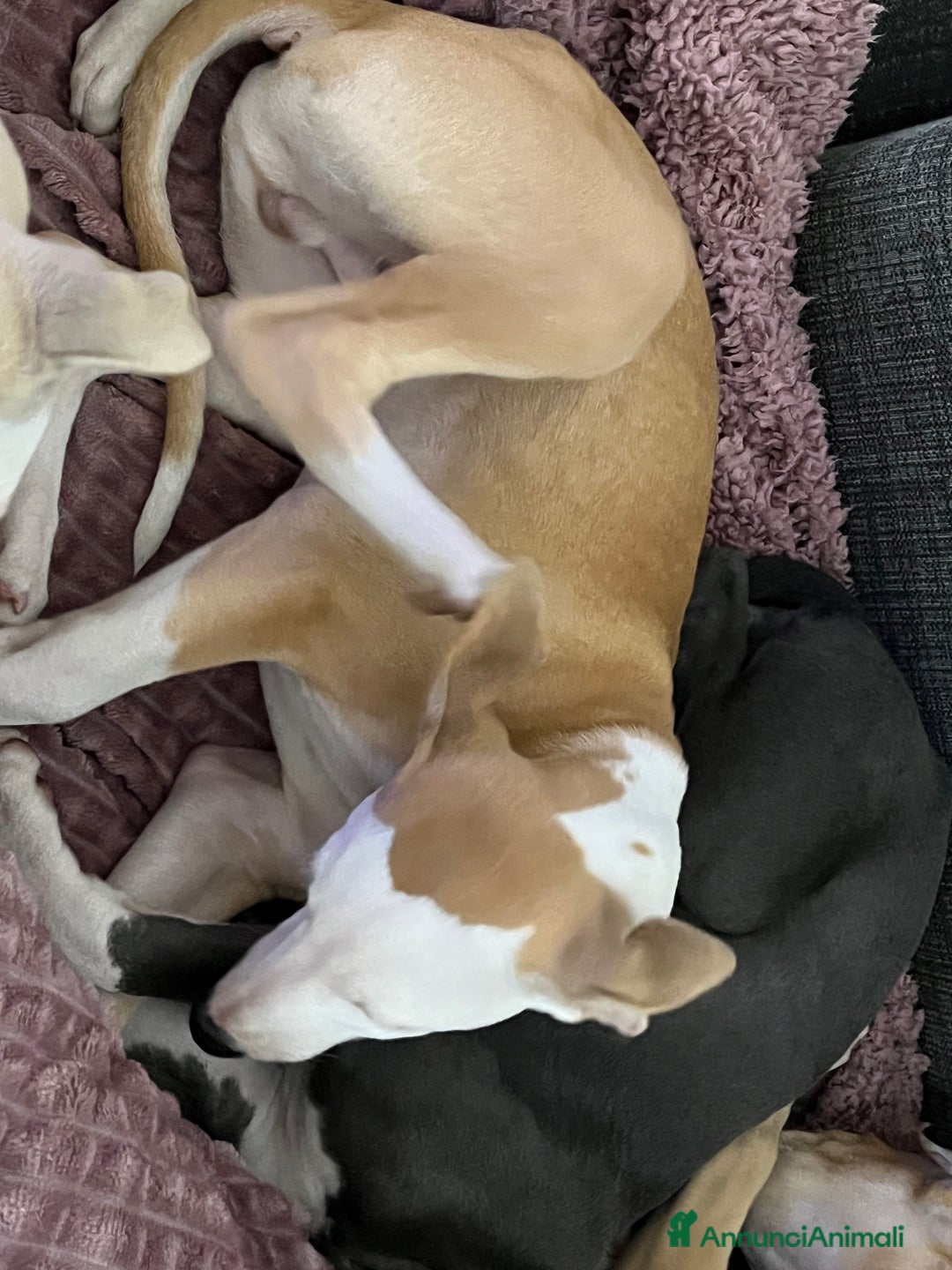 Whippet cani in vendita: Cuccioli whippet ultimi disponibili - Annuncio 5