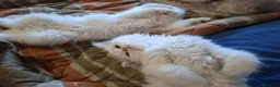 Persiano gatti in vendita: Persiani - Annuncio 3