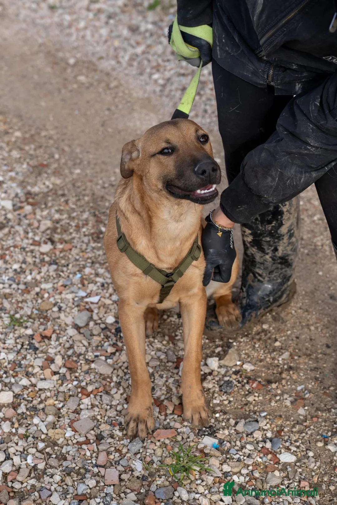 American Bully cani in regalo: Andreas - Annuncio 6