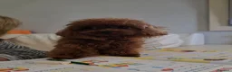Barboncino Toy cani in vendita: Barboncino asiatico  - Annuncio 1