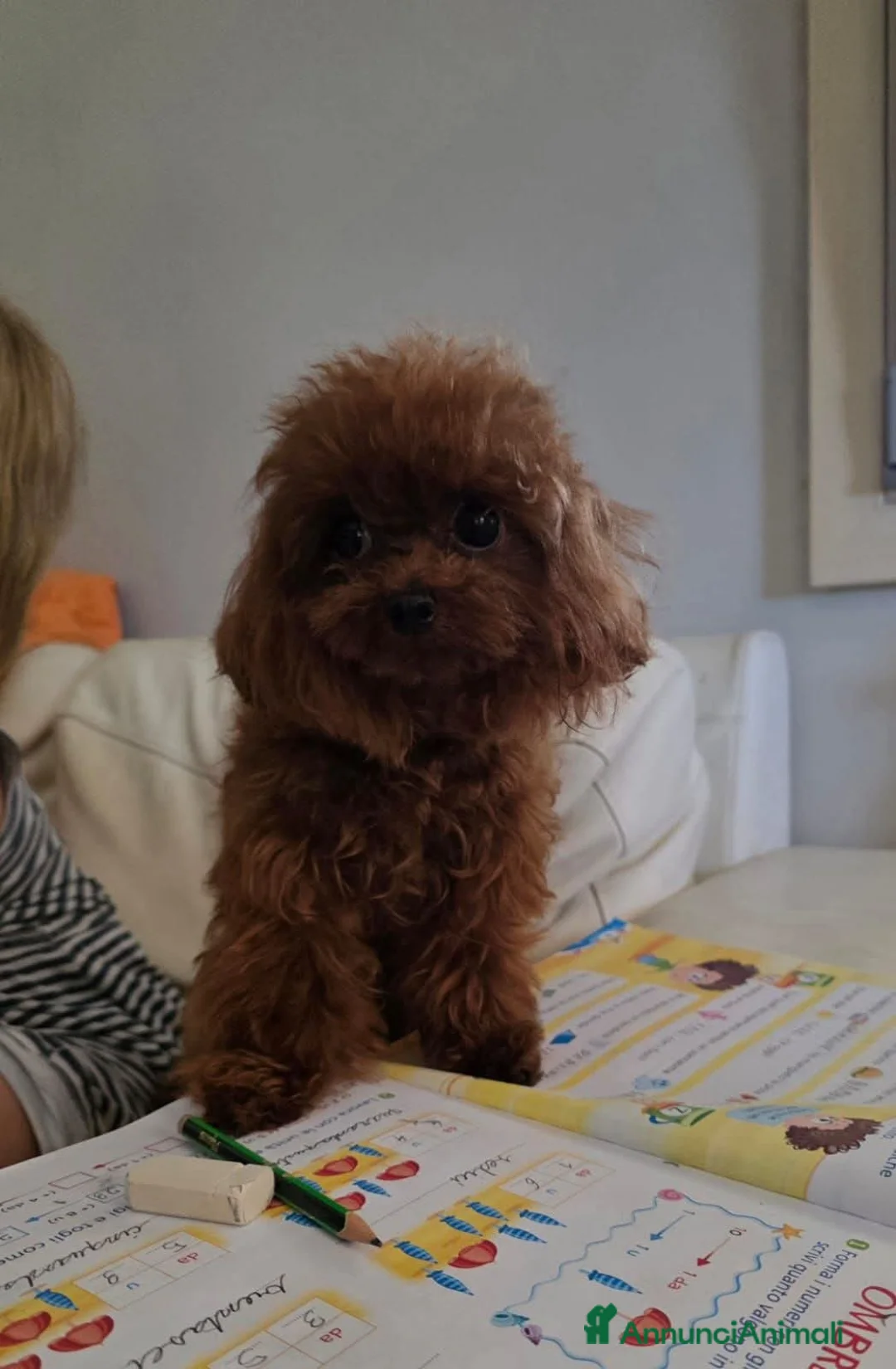 Barboncino Toy cani in vendita: Barboncino asiatico  - Annuncio 1