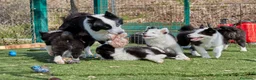 Yakutian Laika cani in vendita: Cuccioli di Yakutian Laika a Città metropolitana di Roma Capitale - Annuncio 2