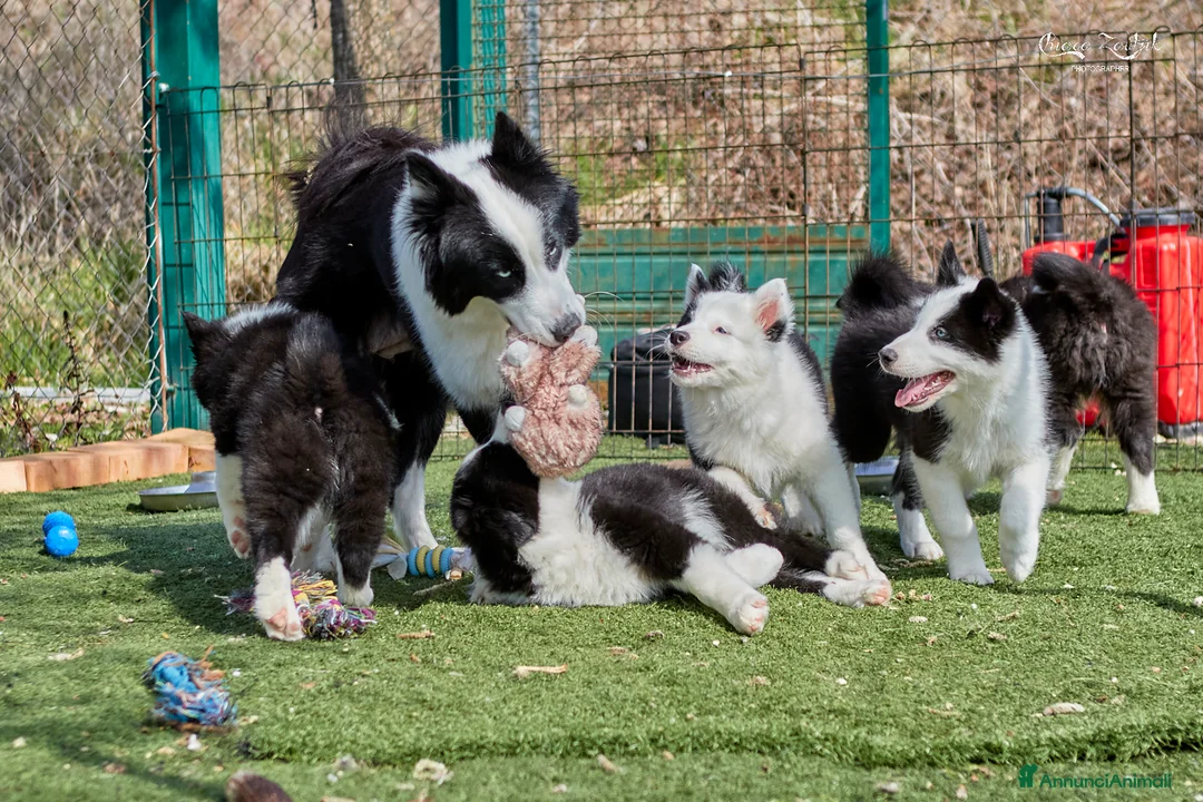 Yakutian Laika cani in vendita: Cuccioli di Yakutian Laika a Città metropolitana di Roma Capitale - Annuncio 2