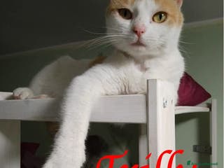 Europeo gatti TRILLY , dolcissima micia in adozione! - Annuncio 24