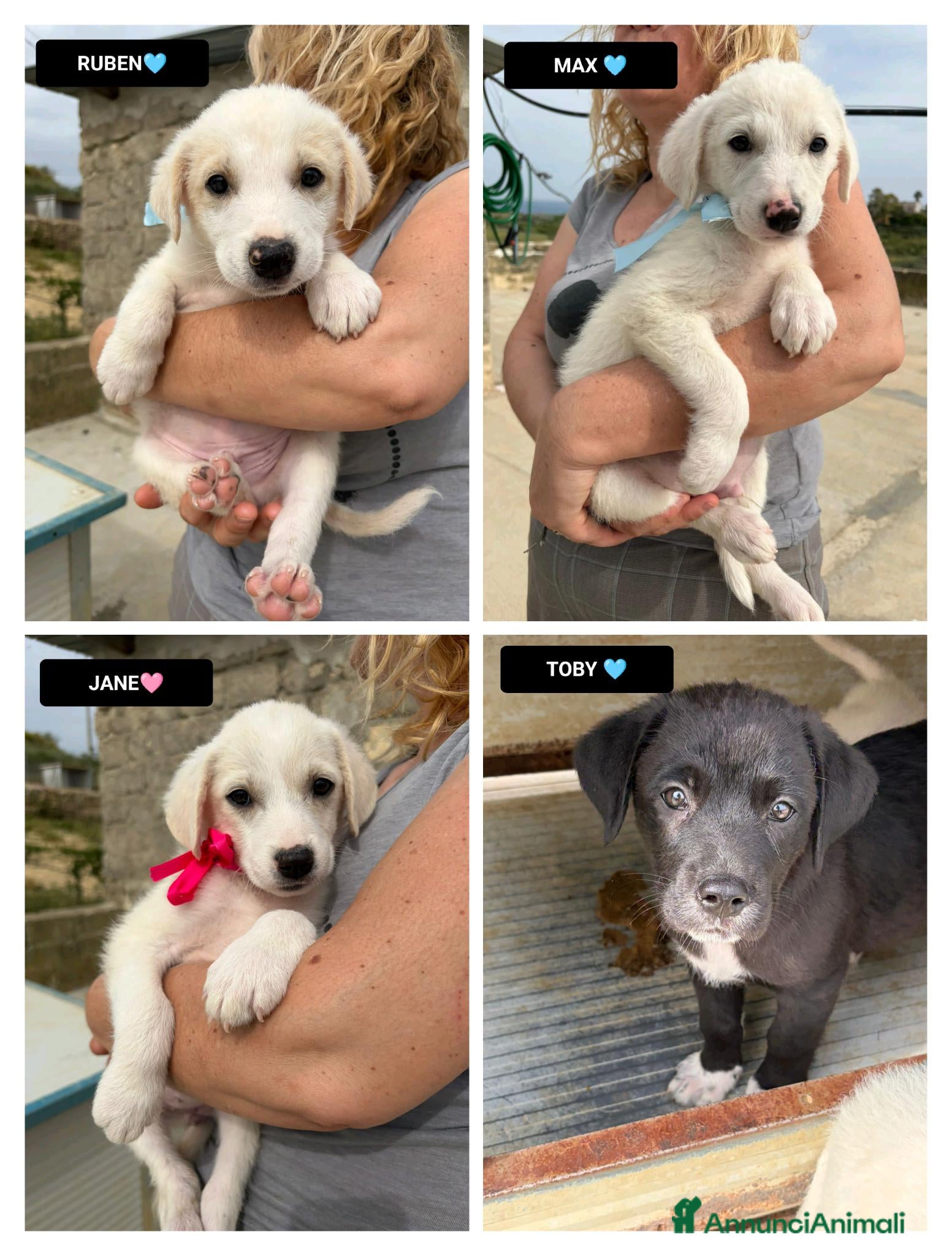 Meticcio cani RUBEN, MAX, JANE E TOBY - Annuncio 21