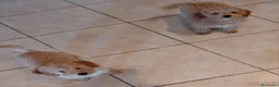 Barboncino cani in vendita: Barboncini nani  - Annuncio 1