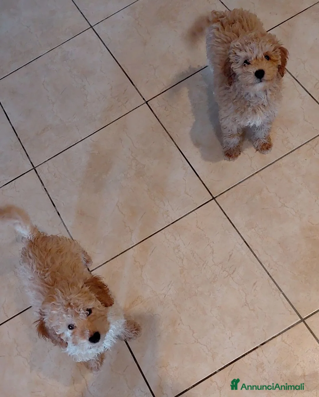 Barboncino cani in vendita: Barboncini nani  - Annuncio 1