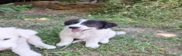 Meticcio cani in vendita: 🐶 Cucciola femmina bianca con macchie nere - Annuncio 11