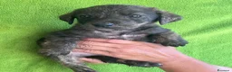 Meticcio cani in regalo: Cucciolo taglia medio piccola - Annuncio 7