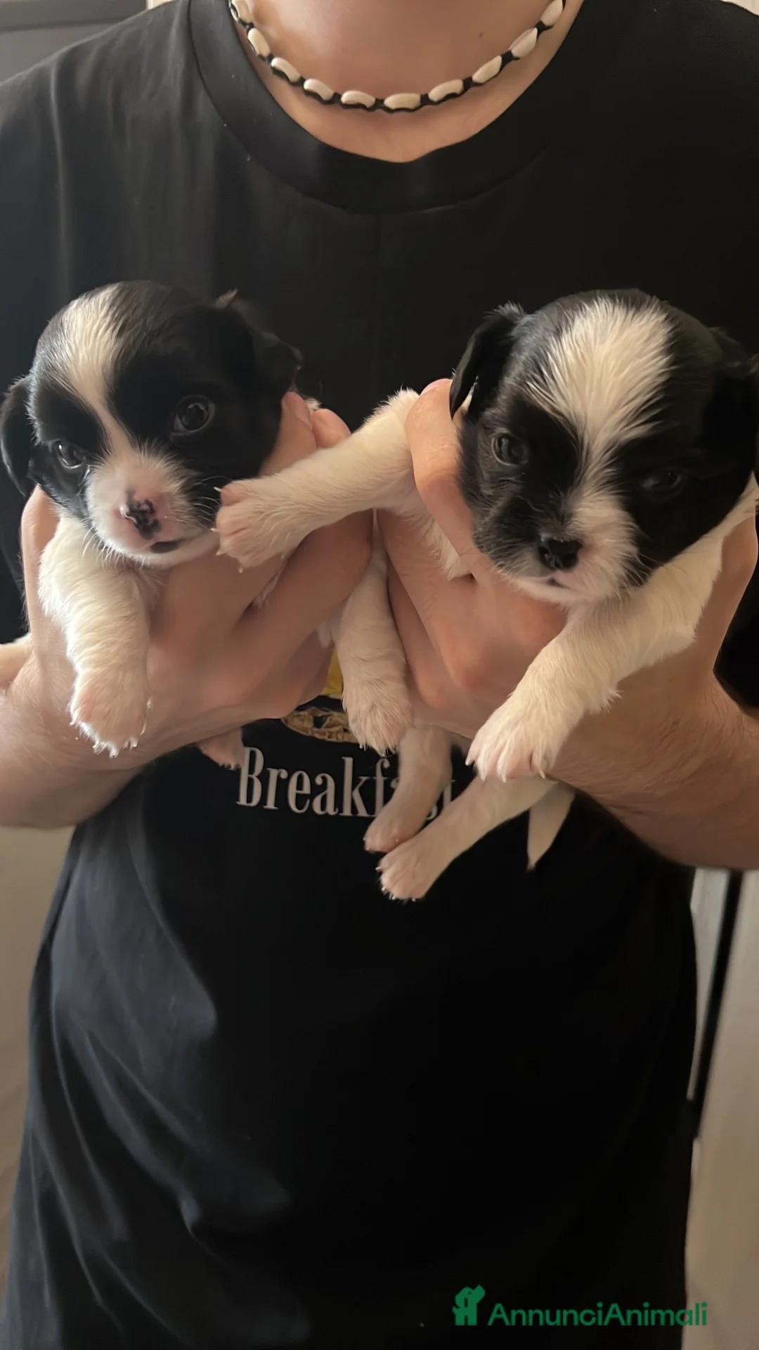 Chihuahua cani in vendita: Chihuahua pelo lungo pedigree  - Annuncio 2