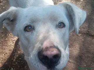 Meticcio cani Clara dagli occhioni da cerbiatto a Provincia di Latina - Annuncio 29