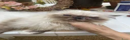 Persiano gatti in vendita: cucciola persiana color point himalaiana - Annuncio 17