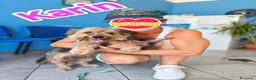 Yorkshire cani in regalo: Karin Yorkshire femmina cerca famiglia a Città metropolitana di Milano - Annuncio 3