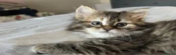 Siberiano gatti in vendita: SIBERIANO GATTINO IPOALLERGENICO  - Annuncio 5