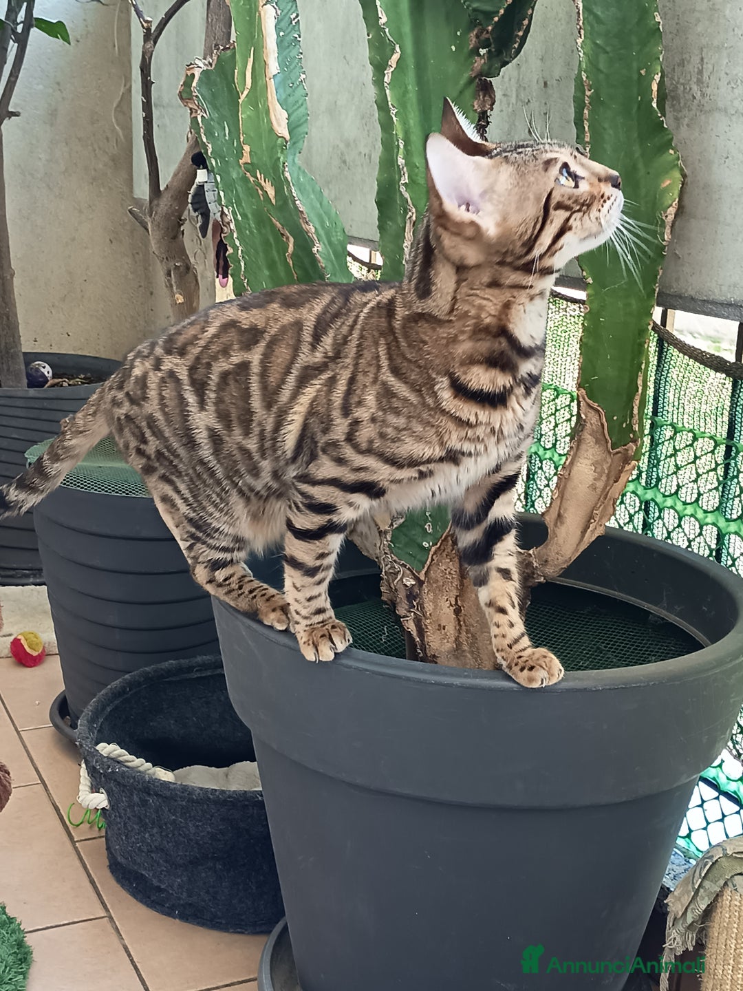 Bengala gatti in vendita: Feminuccia Bengala colorazione dorata 😻 - Annuncio 5