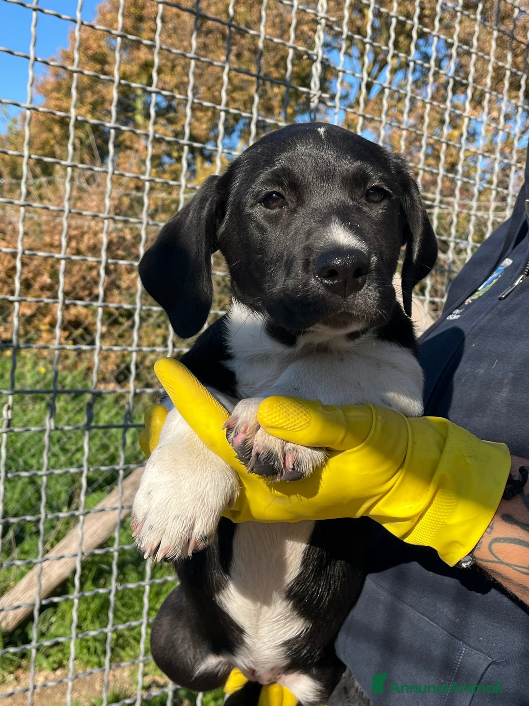Meticcio cani in regalo: Virna cucciola due mesi e mezzo - Annuncio 5