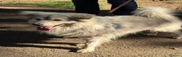 Meticcio cani in regalo: yorgo, un tenero pelosetto - Annuncio 2