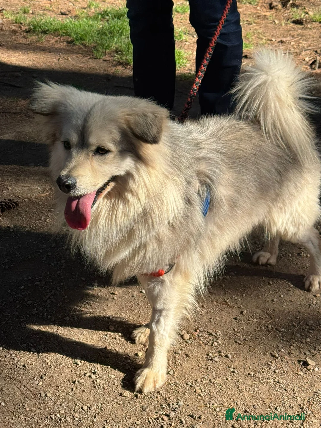 Meticcio cani in regalo: yorgo, un tenero pelosetto - Annuncio 2