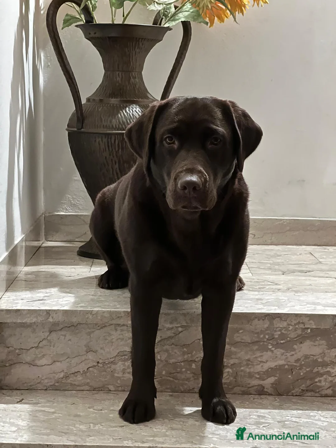 Labrador cani in vendita: Cuccioli labrador retriever cioccolata  - Annuncio 2