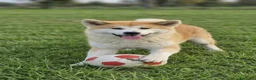 Shiba Inu cani in vendita: Un cucciolone in cerca di casa - Annuncio 2