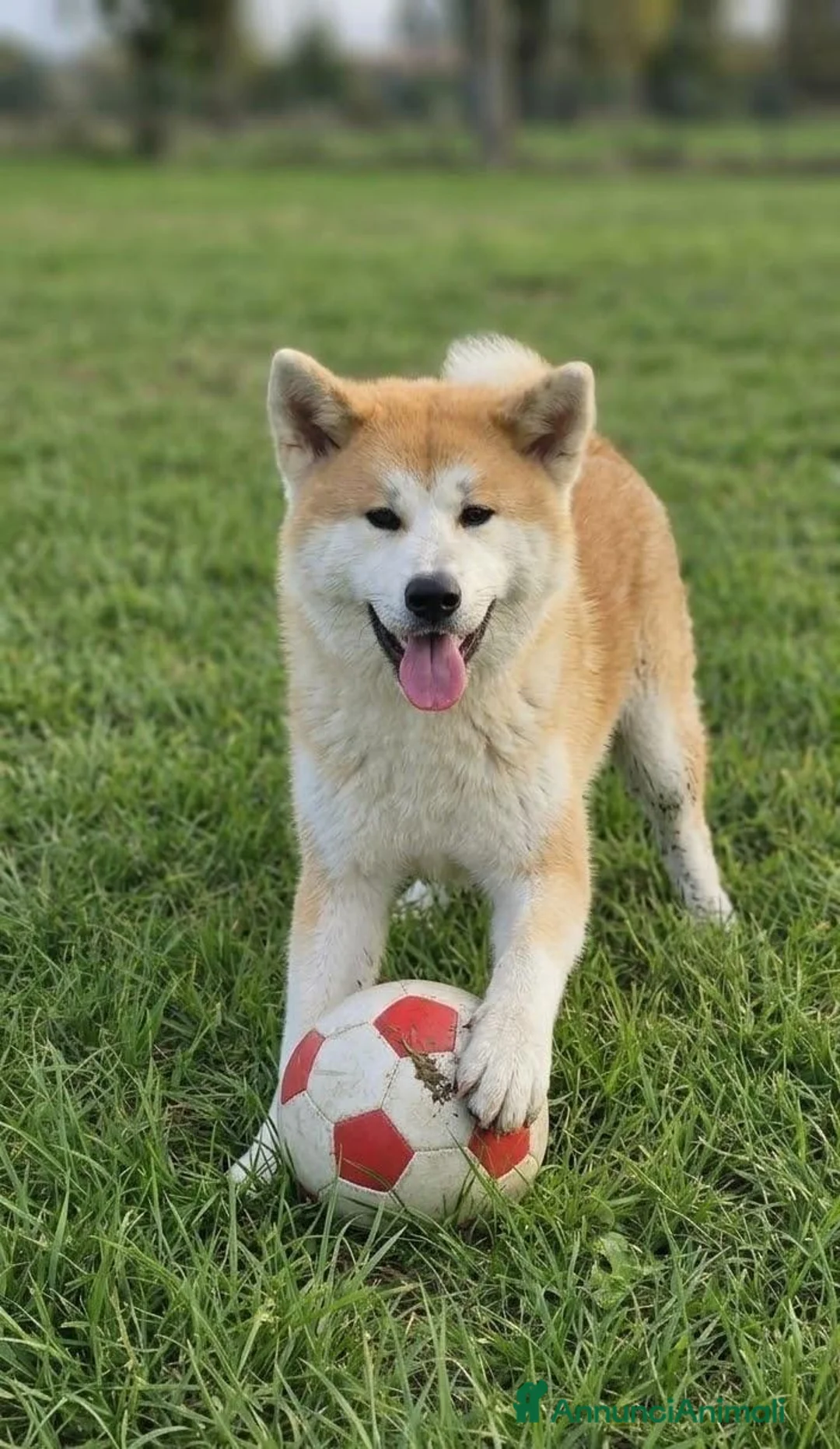 Shiba Inu cani in vendita: Un cucciolone in cerca di casa - Annuncio 2