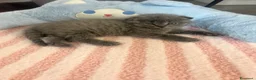 British gatti in vendita: Gattini schottish fold - Annuncio 4