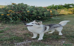 Husky cani per accoppiamento: Cerco femmina Husky a Provincia di Rimini - Immagine 2