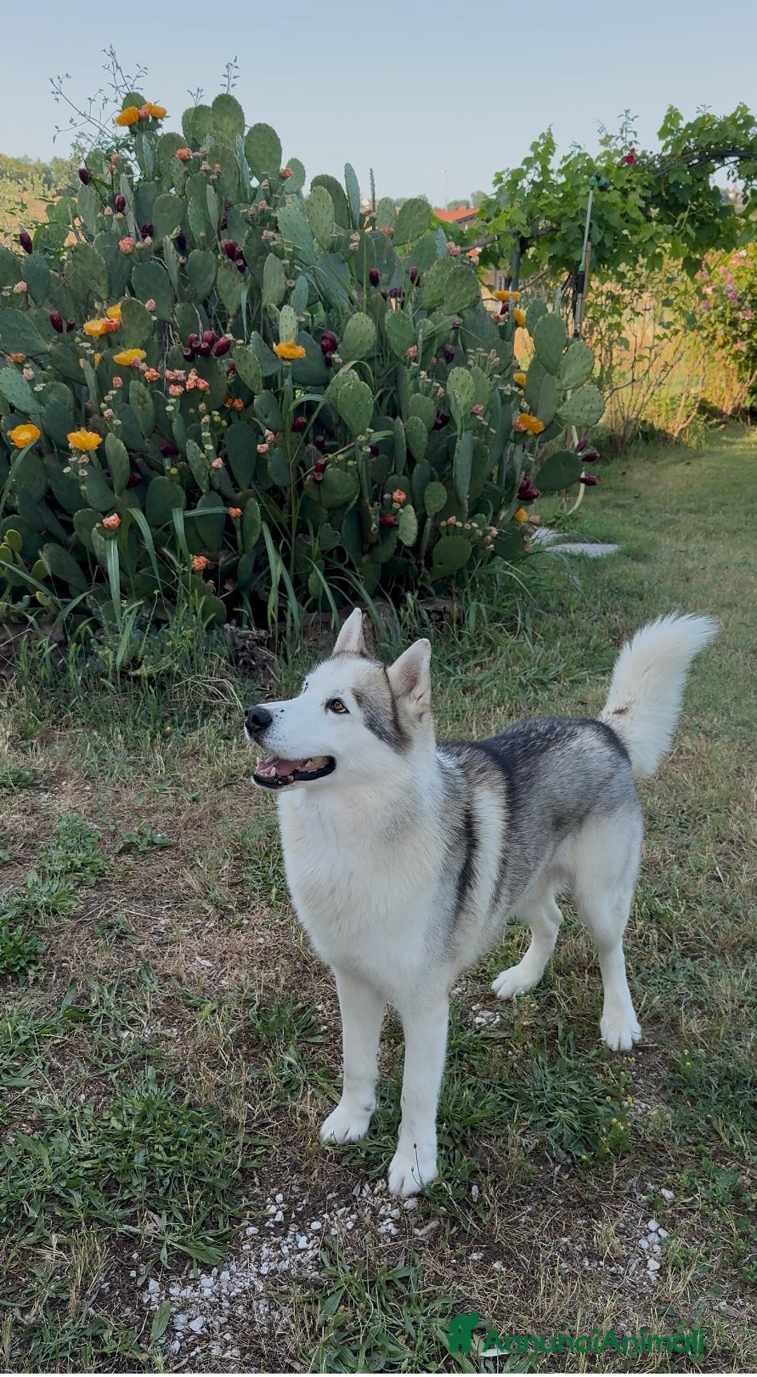 Husky cani per accoppiamento: Cerco femmina Husky a Provincia di Rimini - Immagine 2