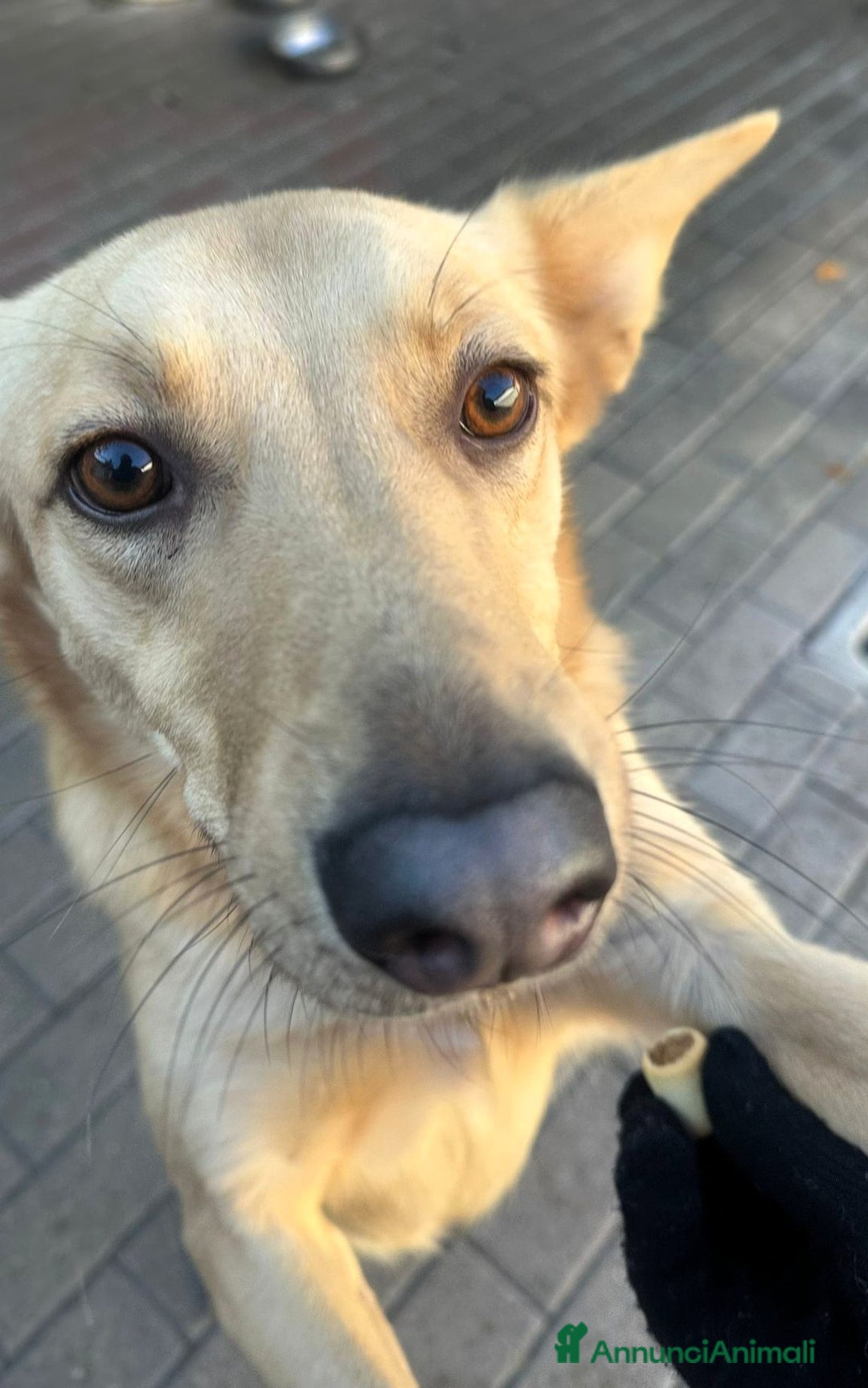 Meticcio cani in regalo: MANUEL CERCA CASA - Annuncio 10