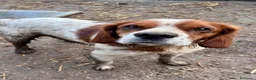 Breton cani in regalo: Poli il Breton energetico  - Annuncio 2