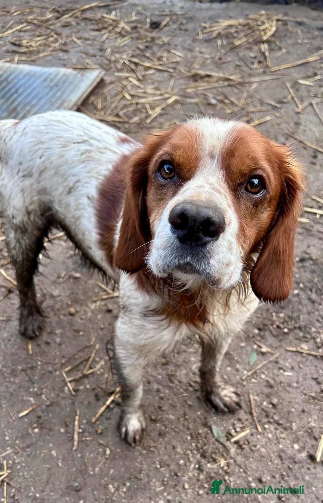 Breton cani in regalo: Poli il Breton energetico  - Annuncio 2