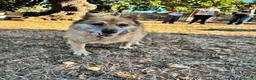 Meticcio cani in regalo: Una casa per Nonna Miro  - Annuncio 2