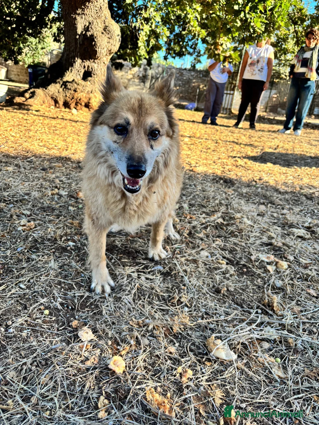 Meticcio cani in regalo: Una casa per Nonna Miro  - Annuncio 2