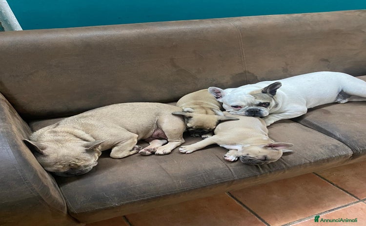 Bulldog Francese cani Bulldog francese  - Annuncio 1