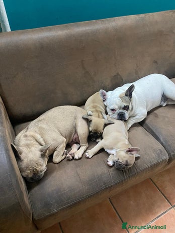 Bulldog Francese cani Bulldog francese - Annuncio 1