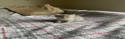Scottish gatti in vendita: Gattini scottish fold - Annuncio 4